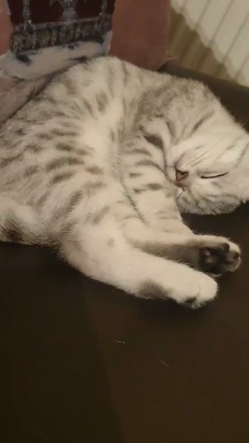 British shorthair kittens in Birmingham