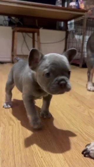 French Bulldog Lilac And Tan Girl ? Fluffy Carrier in Liverpool