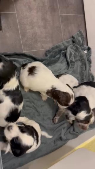 Spaniel pups in East Ayrshire