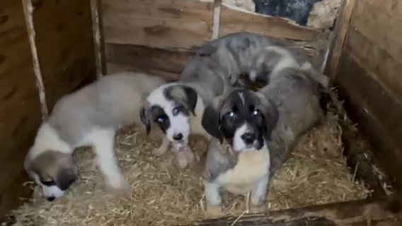 Great shepherd puppies shop for sale