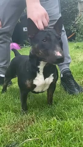 MINI BULL TERRIER FEMALE CH. LINES in Blackburn with Darwen