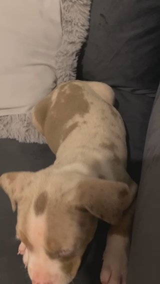 Pocket Bully in North Lincolnshire