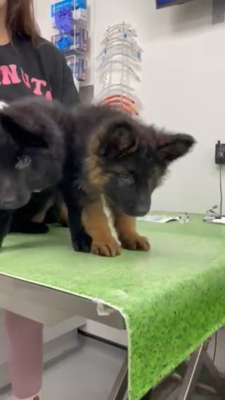 Long Stock German Shepherd Puppies in Liverpool