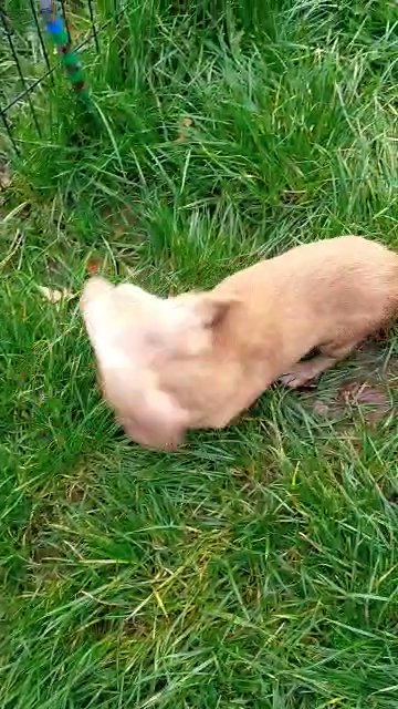 kaninchien ee cream, ii, double intensity kaninchien miniature longhair male dachshund in Denbighshire