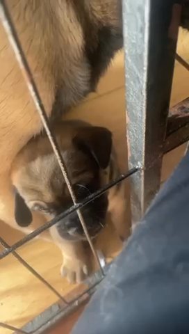 Pug Puppies in Sunderland
