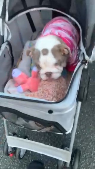 English Bulldog Girl in Manchester