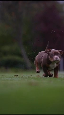 Male Pocket Bully ABKC in Blackburn with Darwen