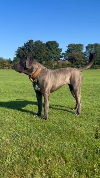 Female Cane Corso in County Durham