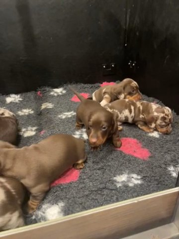 KC Miniature Dachshunds PRA Clear in Basildon