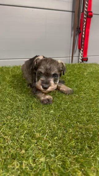 Beautiful miniature schnauzer pups Kc in North East Lincolnshire