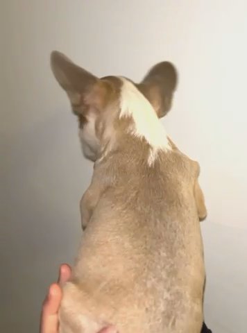 French bulldog 'Huskie' DNA Tested in Romford