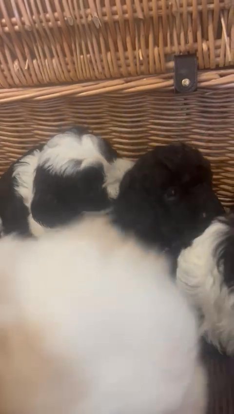 cavapoo puppies in Thurrock