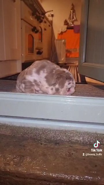 beautiful English bulldog in Leeds