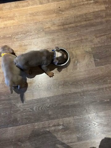 Adorable English Bulldog Puppies in Slough