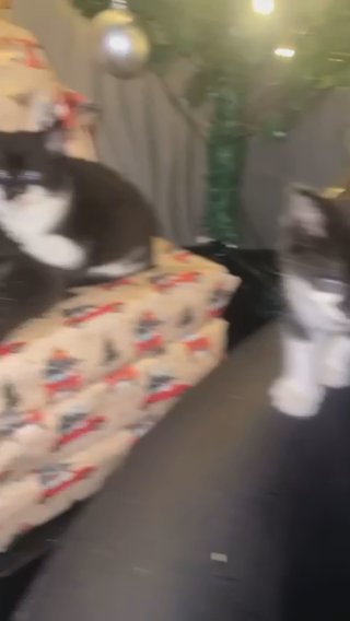 5 black and white kittys ready to leave in Dudley