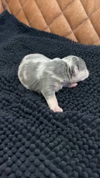 HEALTH TESTED FRENCH BULLDOG ? in North Tyneside