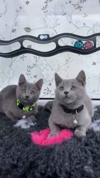 TICA active Russian Blue Boy And Girl in London