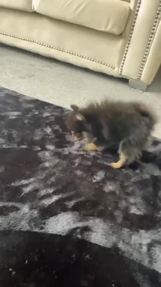 Xs Kc Reg Miniature Pomeranian in North Yorkshire