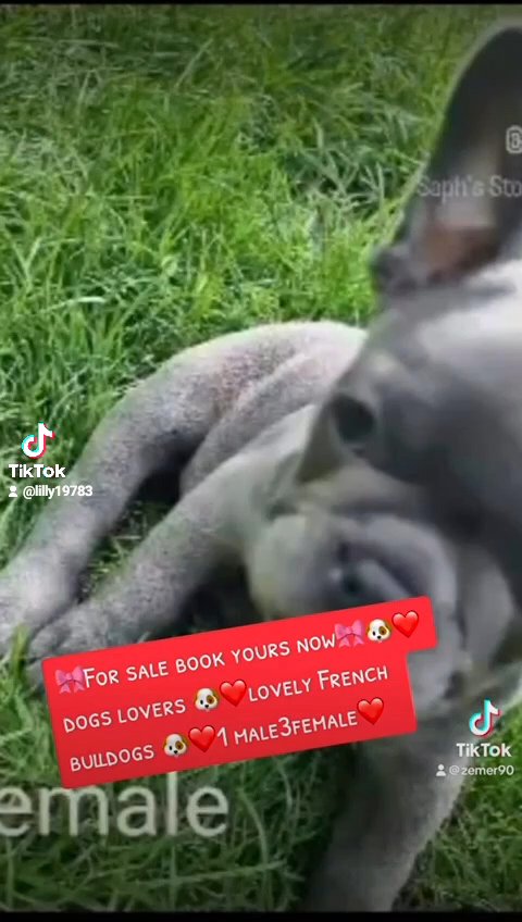 French bulldog in Wolverhampton
