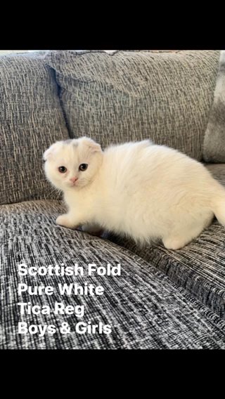Pure White Scottish Fold Kittens in Wirral