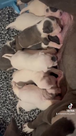 Pupies Looking For Forever Homes in Kent