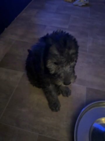 Bedlington Terrier 1 Girl And 1 Boy Looking For Forever Homes Ready To Go Now in North Yorkshire