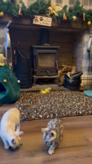 TICA Reg Silver Male Kittens in Blackburn