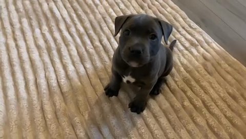 BLUE STAFFORDSHIRE BULL TERRIER PUPPIES in London