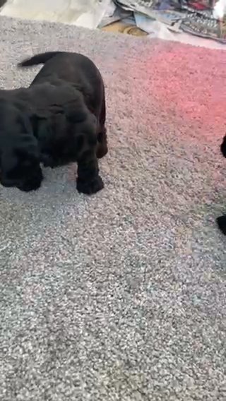 Cockapoo Puppies ? For Sale! in Cheshire East