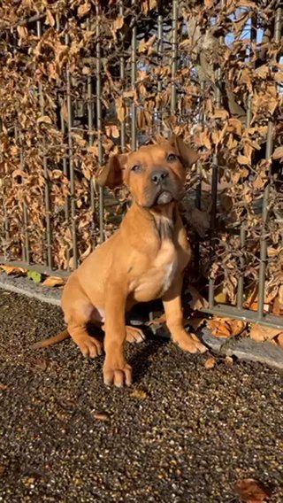 Staffy Cross in London