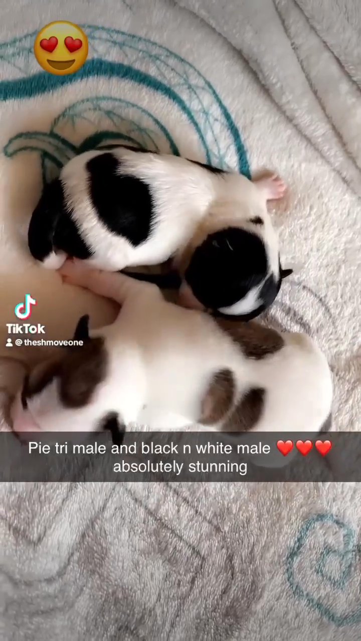 chihuahua male pup in Doncaster