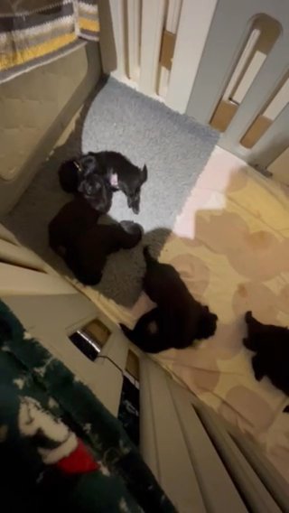 Full Shih Tzu Puppie in Birmingham