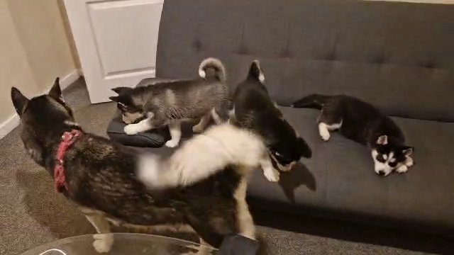 £999 Each, 3 adorable male huskies. in Nottingham