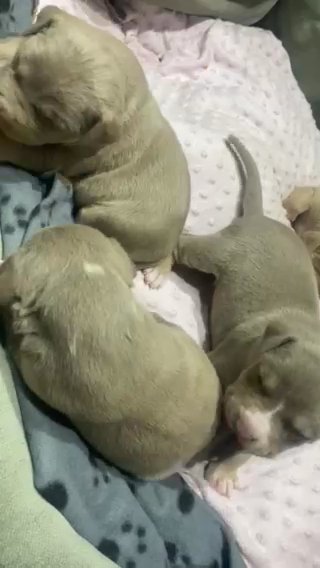 American Bully in Wolverhampton