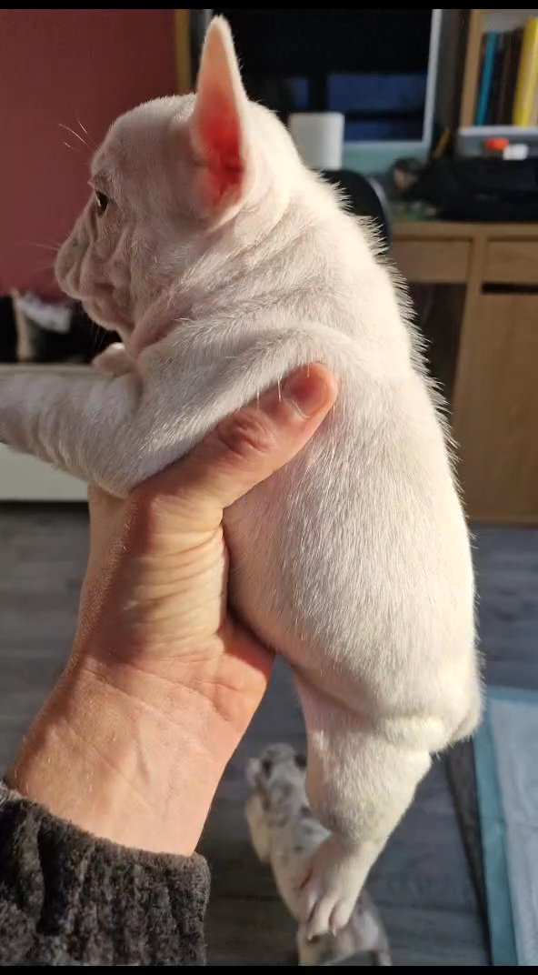 stunning french bulldogs in Chorley