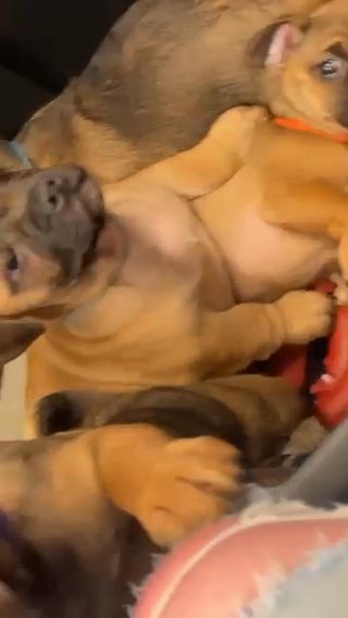 Puppies Ready To Leave Now in Sunderland
