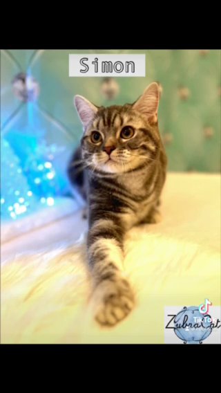 British Shorthair Kittens in London