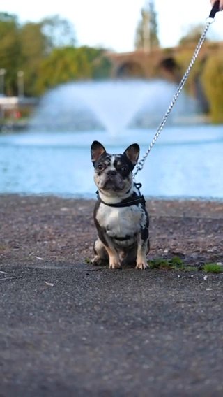 French Bulldog Stud in Chelmsford