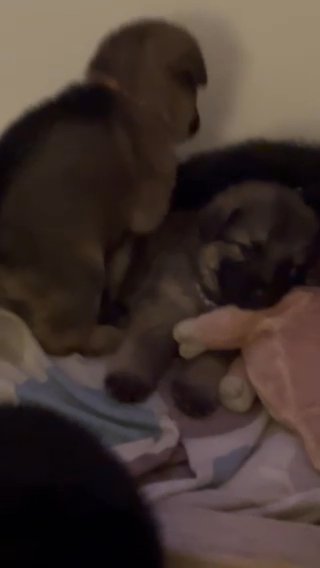 German Shepherd Puppies 6 Males Left in Nottingham