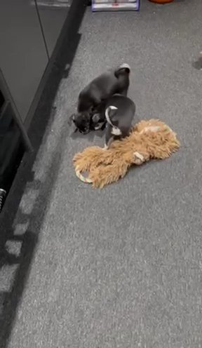 Quality Chihuahua puppies in Coventry