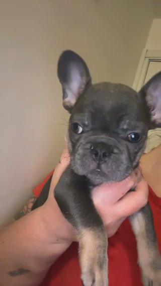 French bulldog in Romford