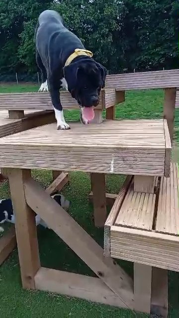⭐?one of a kind?⭐ American bandogge in Kettering