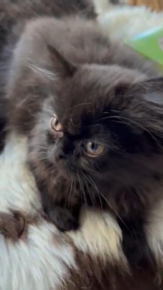Chunky Fluffy Persian Kittens (2 Left) in Colchester