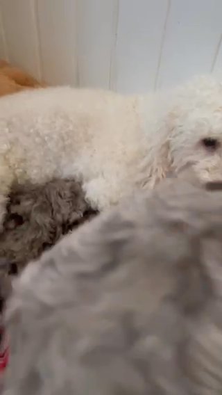 Australian Labradoodles in Wrexham