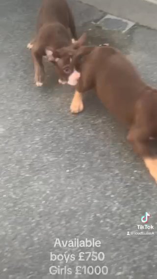 Pocket Bully Boy pet Price in Bury