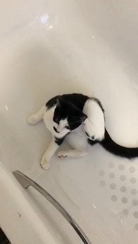 Beautiful Kitten Girl in London