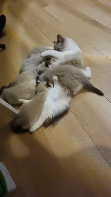 Gourgies Seal/Bicolour Ragdoll kittens in Newcastle upon Tyne