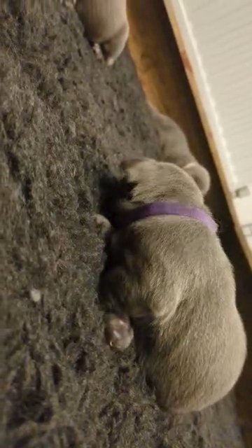 Champion bloodlines blue staffy pups in Blaenau Gwent