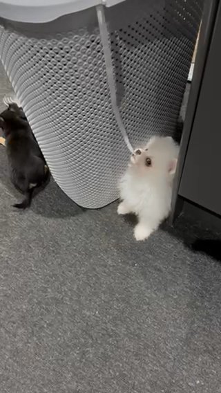 Quality Pomeranians in Coventry