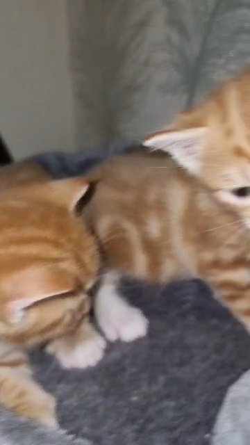 WONDERFUL KITTENS FOR SALE in London